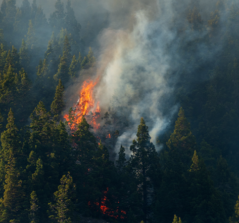 ideaForge Drones used in Wild Fire Detection